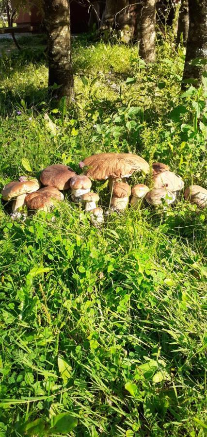 Cabana Valea Stanciului Rachitele Bagian luar foto